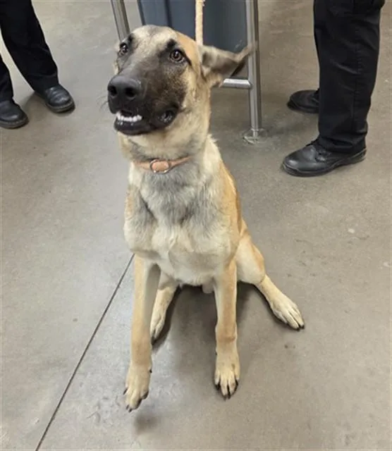 A young large-sized male German Shepherd Dog dog named Orzo for adoption in Phoenix, AZ