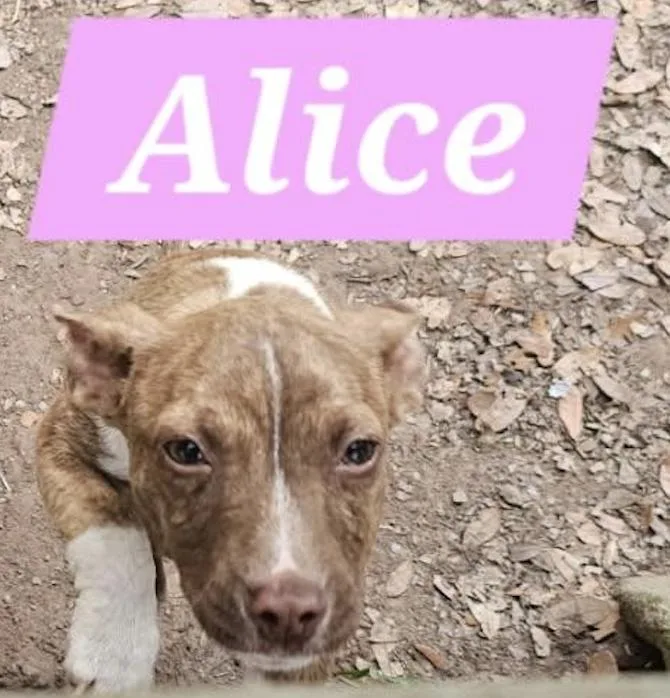 A baby medium-sized female Mixed Breed dog named Alice for adoption in Rock Hill, NY