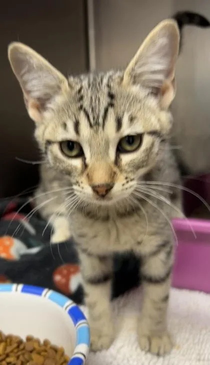 A young small-sized female Domestic Short Hair cat named Roulette for adoption in Phoenix, AZ