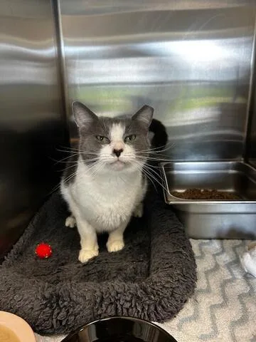 An adult medium-sized female Gray & White Domestic Short Hair cat named Valentine for adoption in Chambersburg, PA