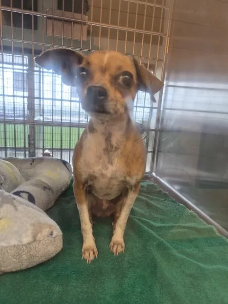 An adult small-sized female Chihuahua dog named Pen  Fiaca for adoption in Lawrenceville, GA