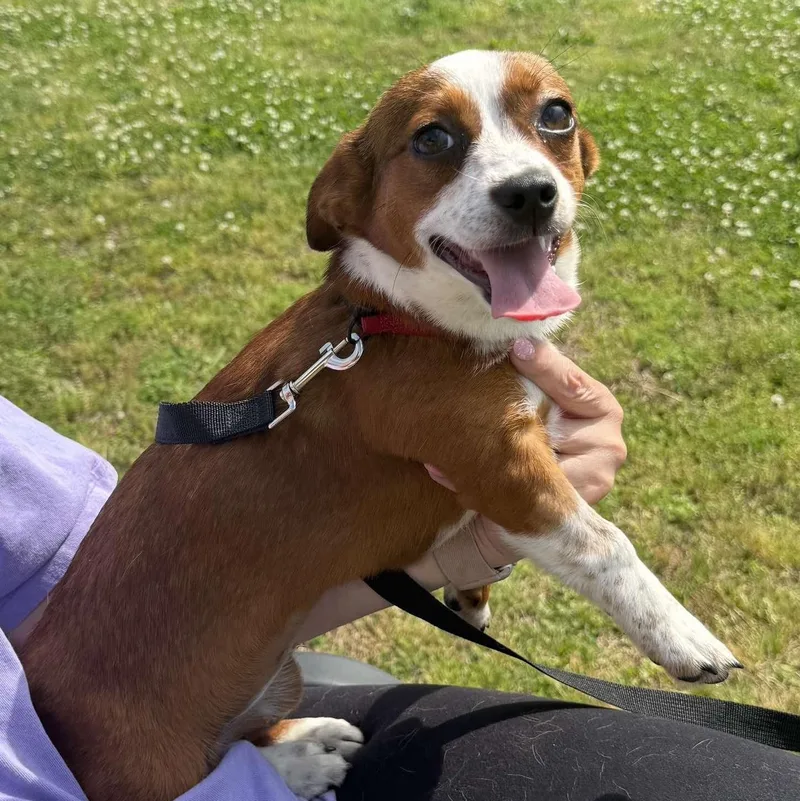 A baby small-sized female Red / Chestnut / Orange Chihuahua dog named Vivie for adoption in Hopkinton, MA