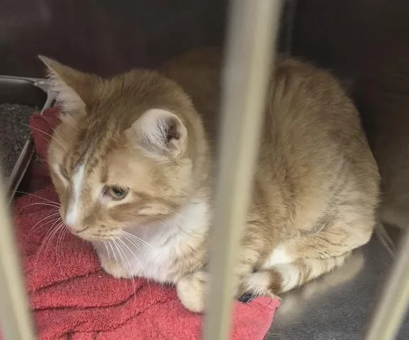 An adult medium-sized male Domestic Short Hair cat named Coulter for adoption in Decatur, IL