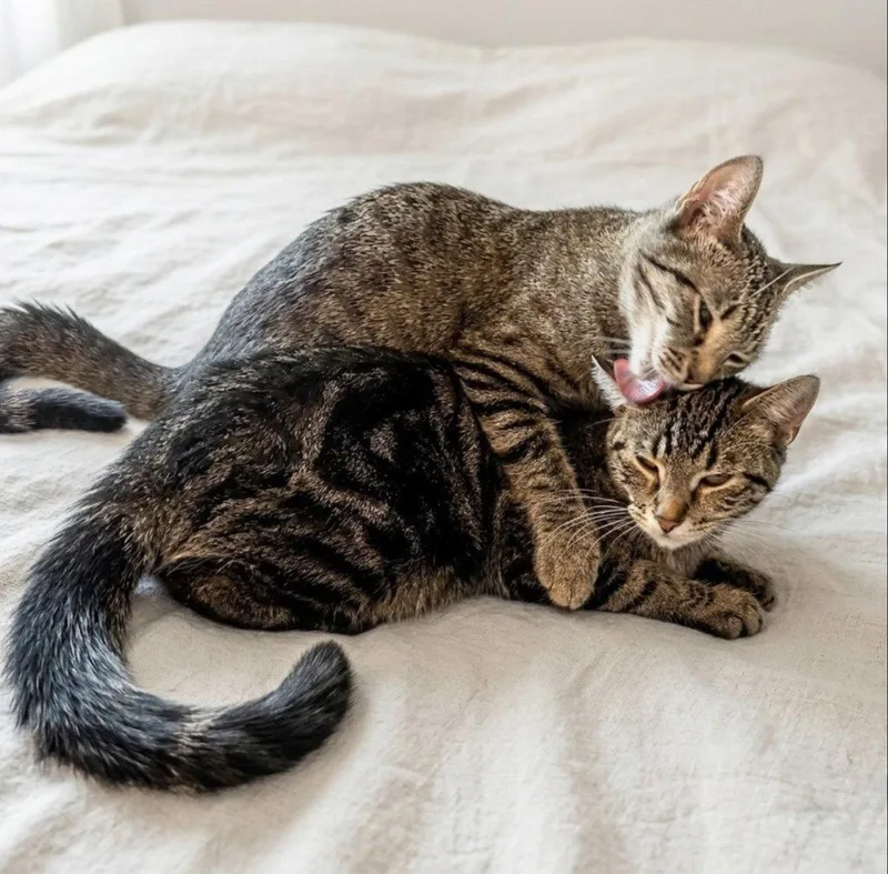 Shuttle And Airtrain