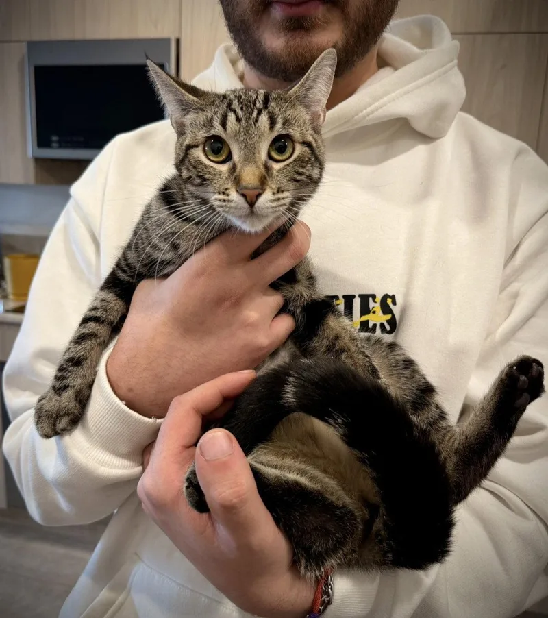 Shuttle And Airtrain thumbnail 2