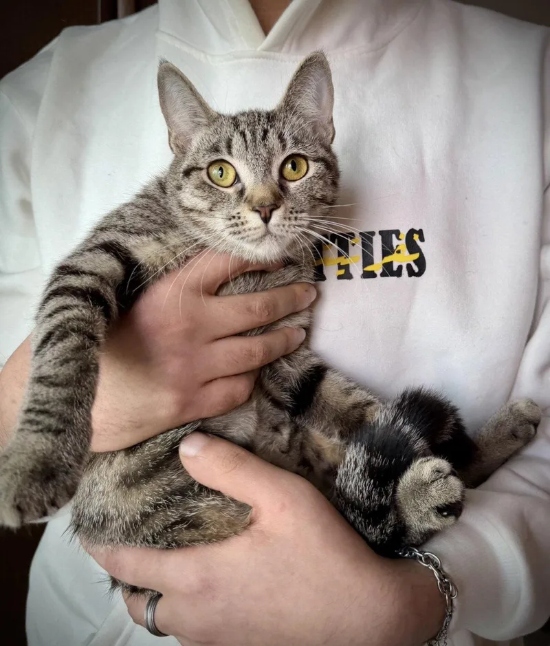 Shuttle And Airtrain thumbnail 3