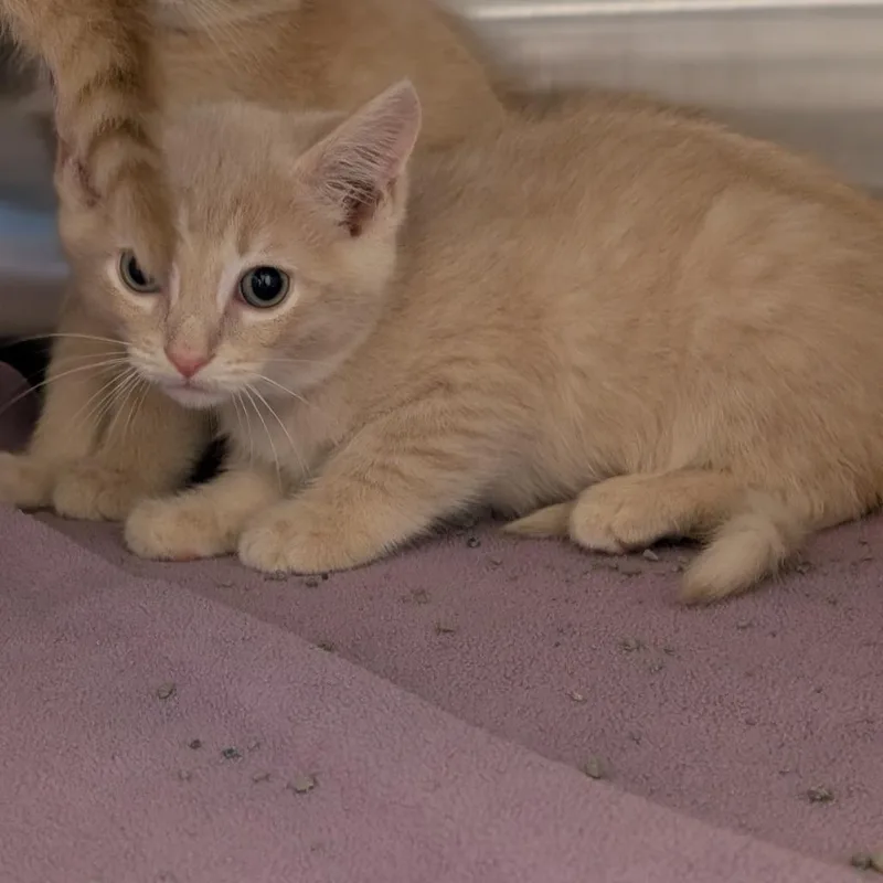 A baby small-sized male Orange / Red Domestic Short Hair cat named Kyle Reese for adoption in Pittsburgh, PA