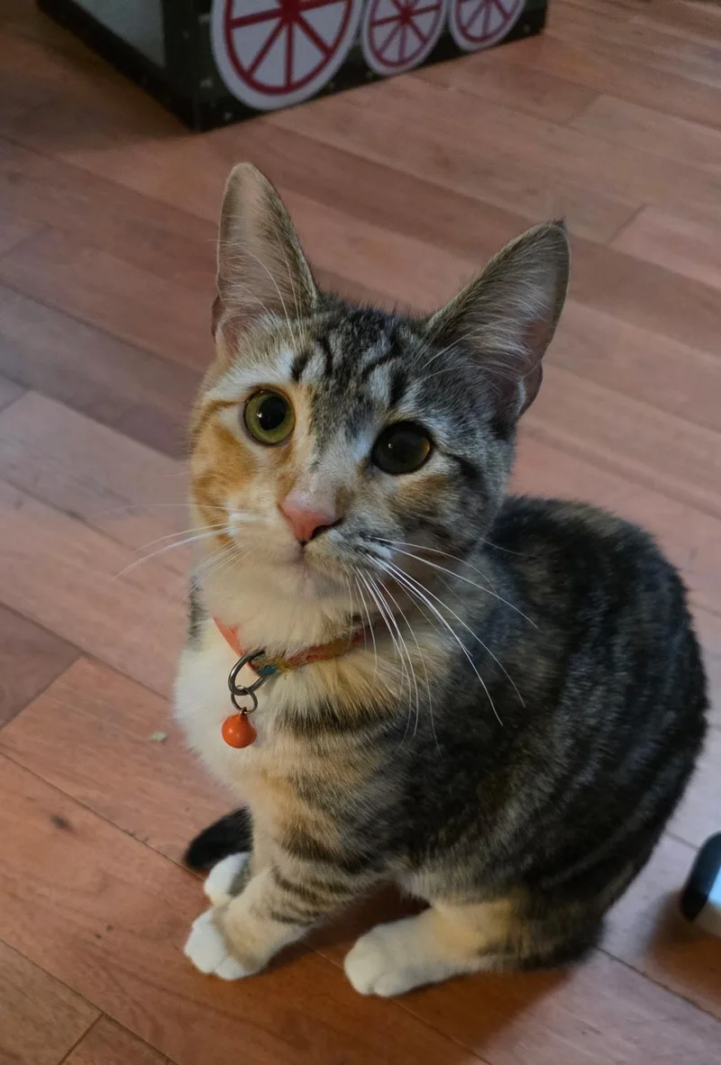 Mona Lisa thumbnail 3