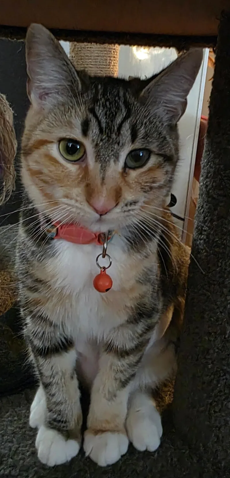 Mona Lisa thumbnail 4