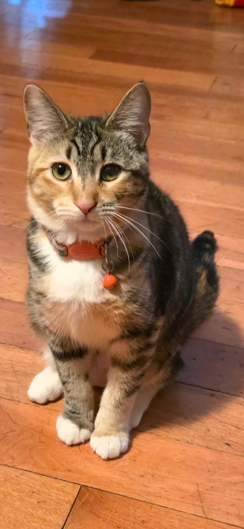 Mona Lisa thumbnail 5