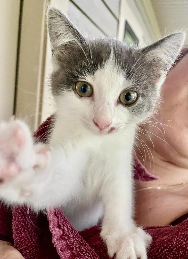 A baby medium-sized female Gray & White Domestic Short Hair cat named Indy for adoption in Franklin, WV