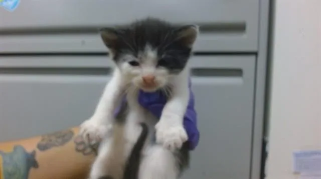 A baby small-sized male Domestic Short Hair cat named Cody for adoption in Miami, FL