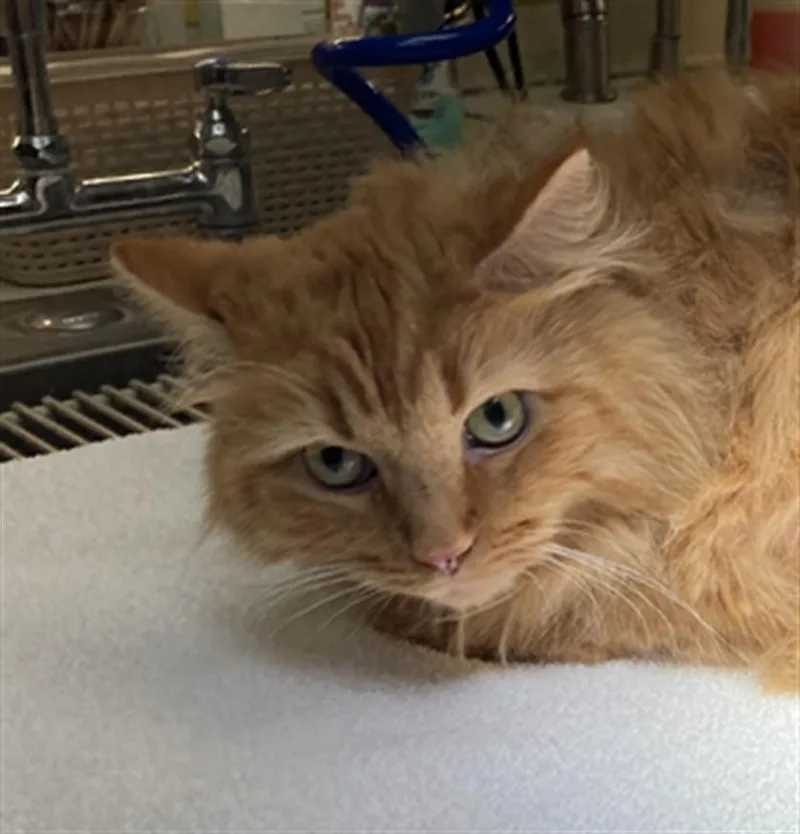 An adult large-sized male Domestic Medium Hair cat named Link for adoption in Burbank, CA