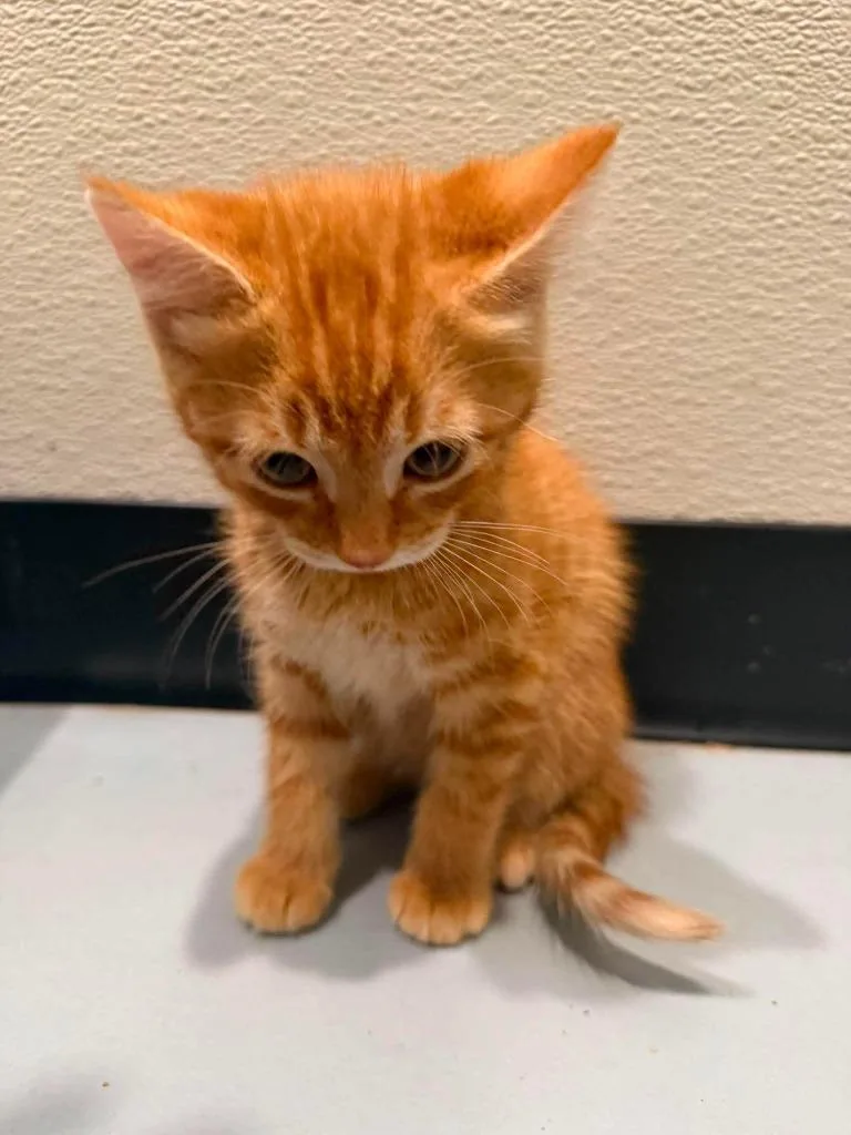 A baby medium-sized male Domestic Short Hair cat named T Delcatty for adoption in Ashland, WI