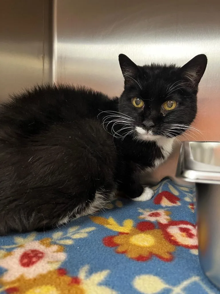 A senior medium-sized female Domestic Short Hair cat named Zoe for adoption in Logan, UT