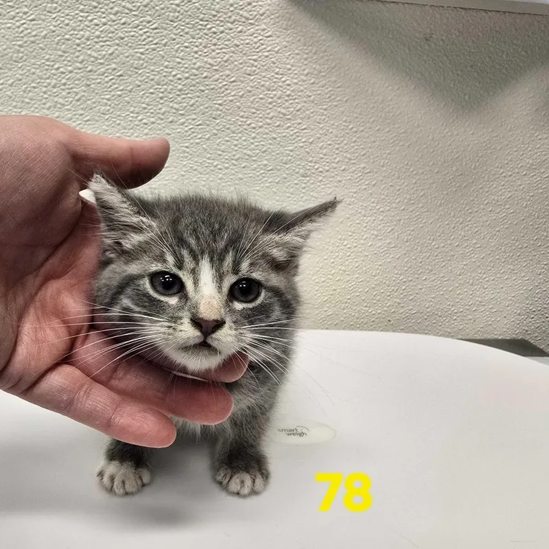 A baby small-sized female Domestic Short Hair cat named Qusa for adoption in Los Angeles, CA