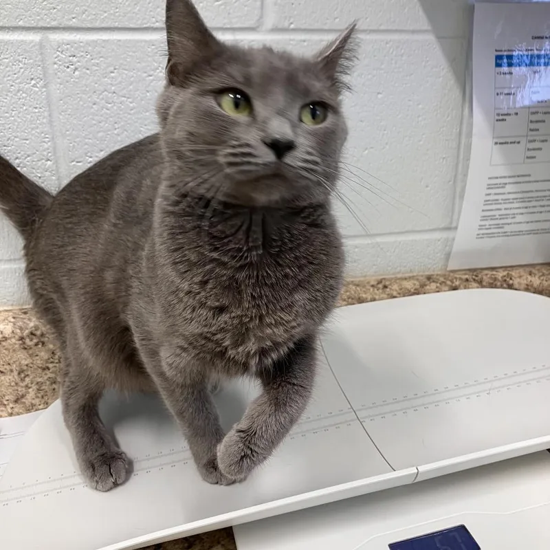 Josephine thumbnail 3