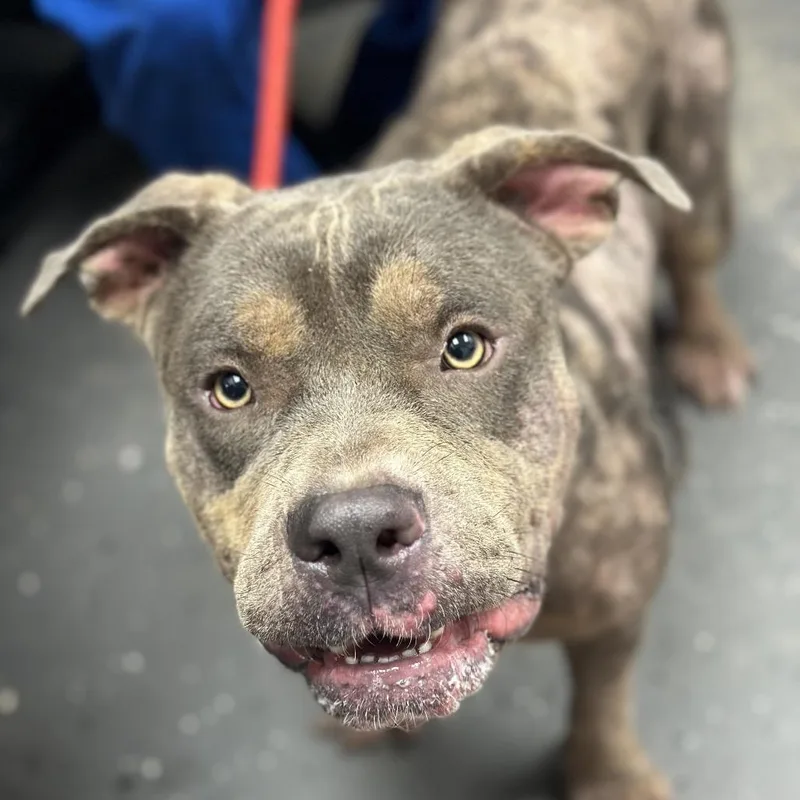 A young large-sized male Gray / Blue / Silver Mixed Breed dog named Stitch for adoption in Columbiana, AL