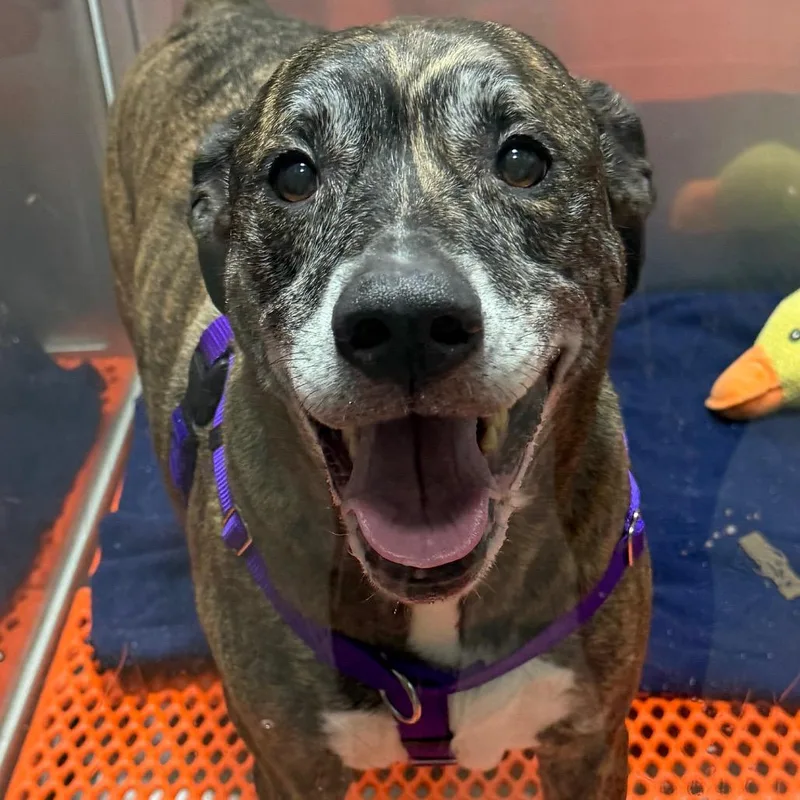 An adult large-sized female Brindle Mountain Cur dog named Skye for adoption in West Chester, PA