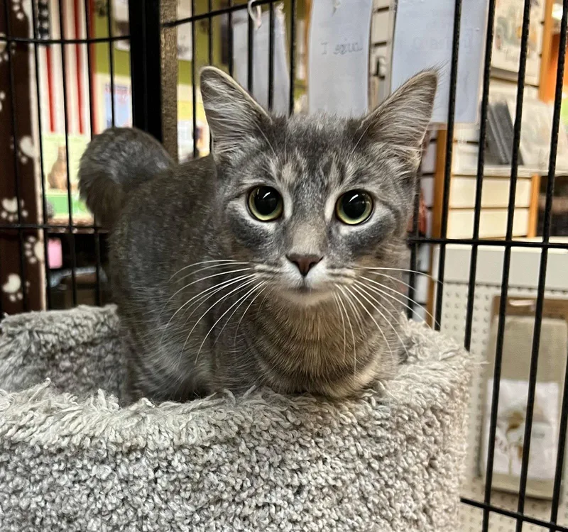 A young medium-sized female Domestic Short Hair cat named Cassie for adoption in Blasdell, NY