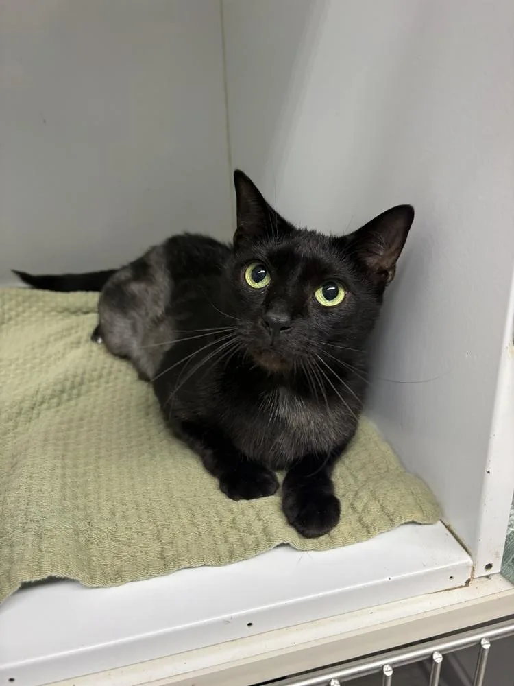 An adult large-sized male Black Domestic Short Hair cat named Taylor for adoption in Rochester, IN