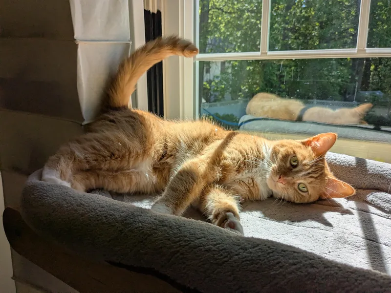 An adult large-sized female Domestic Short Hair cat named Pudge for adoption in Burlington, VT