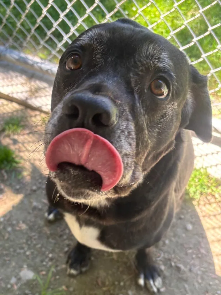 An adult extra large-sized female Labrador Retriever dog named Roxy for adoption in Fall River, MA