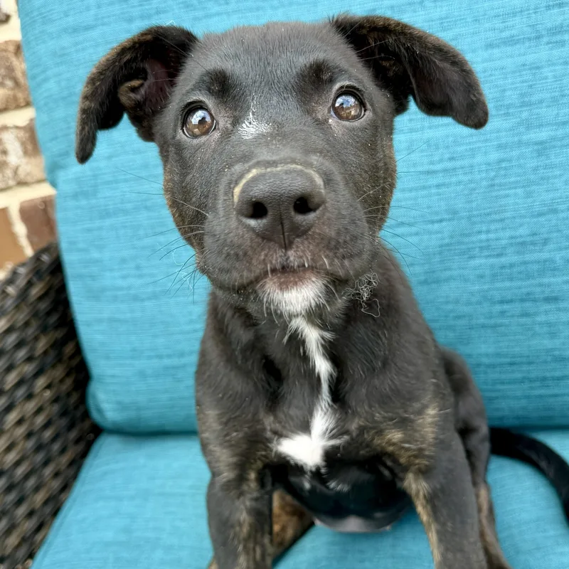 A baby large-sized female German Shepherd Dog dog named Wesley for adoption in Krum, TX