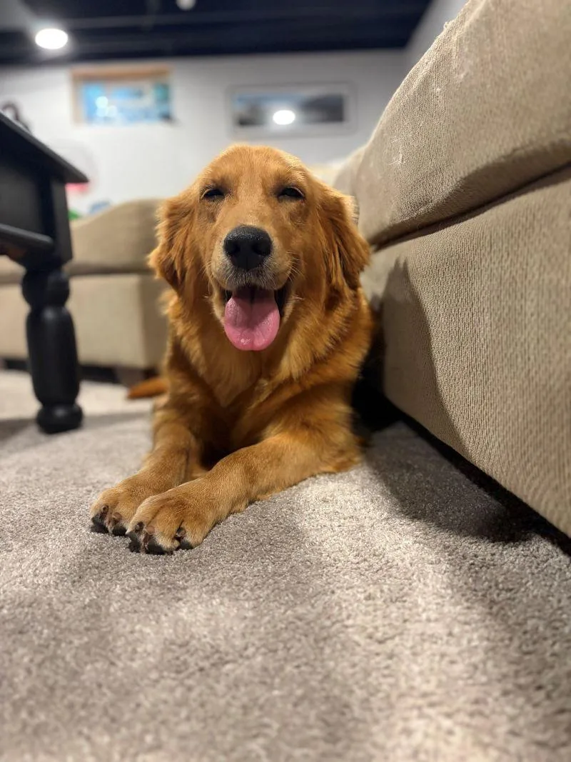 An adult large-sized female Golden Retriever dog named Lucy for adoption in Bath, OH