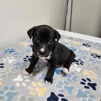 A baby medium-sized male Siberian Husky dog named Panther A for adoption in Plano, TX