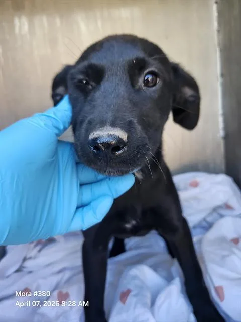 A baby small-sized female Labrador Retriever dog named Irian for adoption in San Antonio, TX