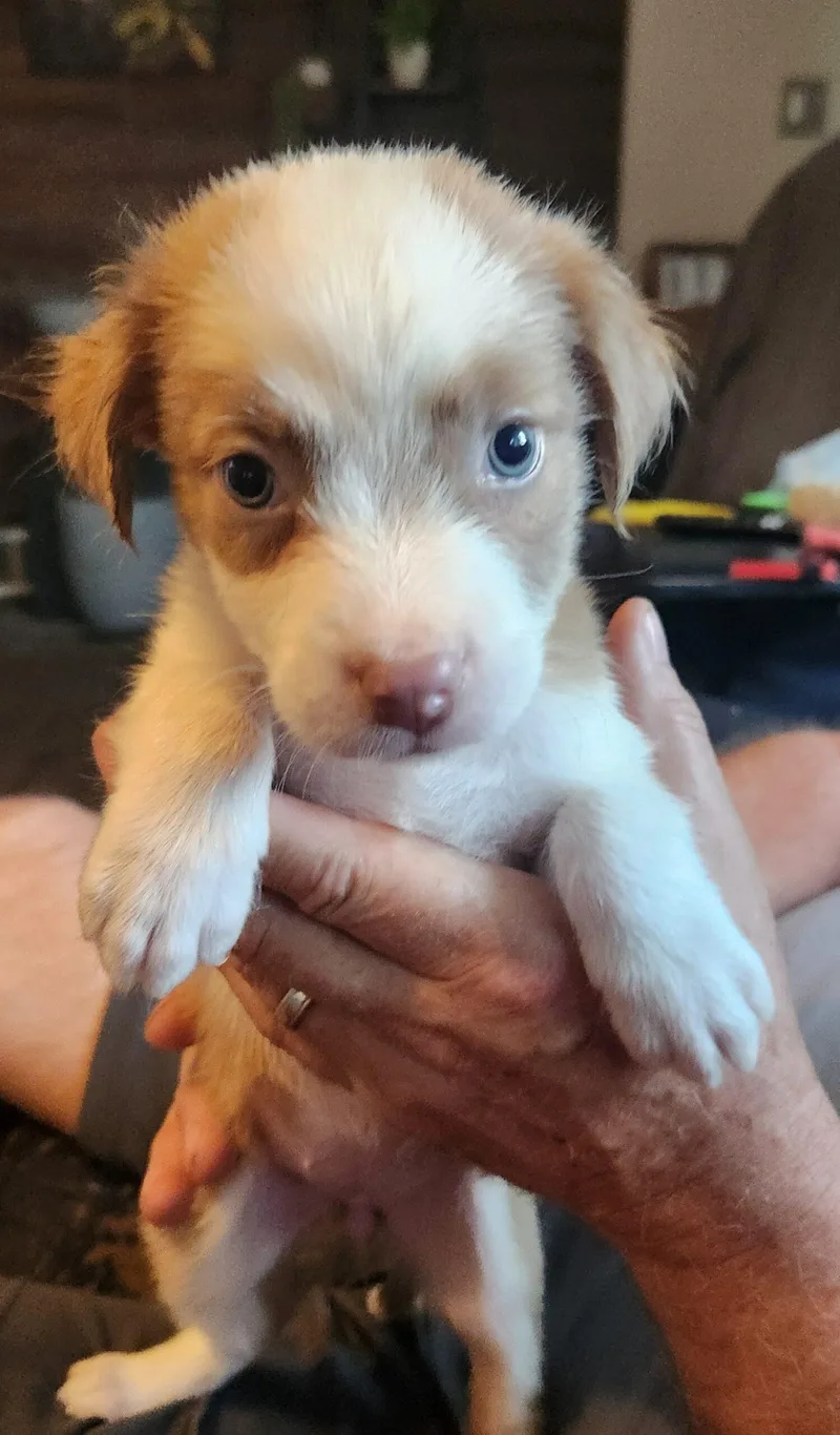 A baby small-sized female Australian Shepherd dog named Francie for adoption in Twin lakes, WI