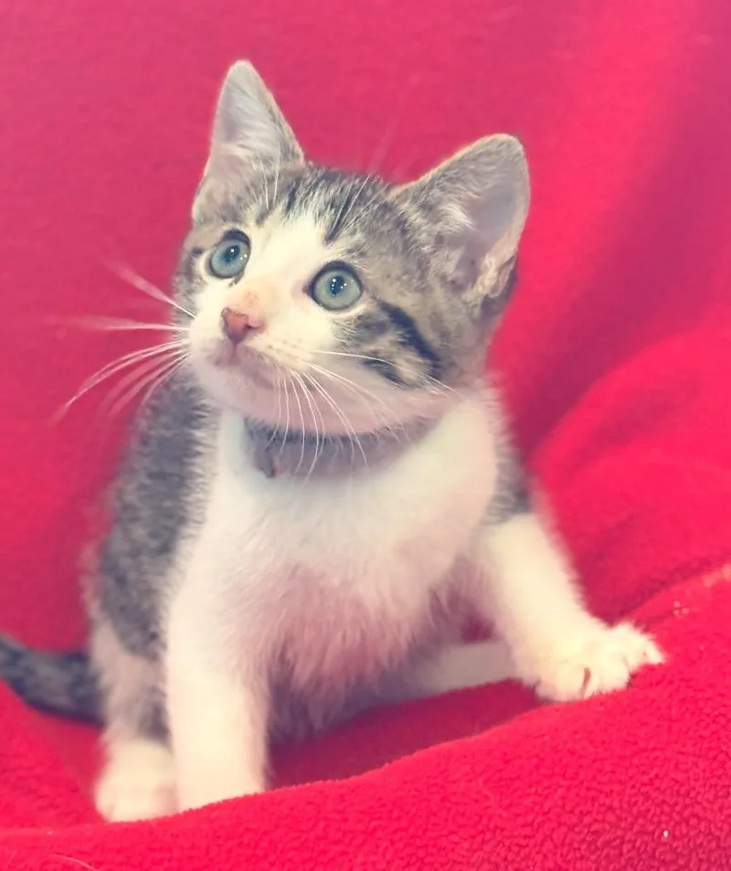 A baby small-sized male Domestic Short Hair cat named Ozzy for adoption in Spring, TX