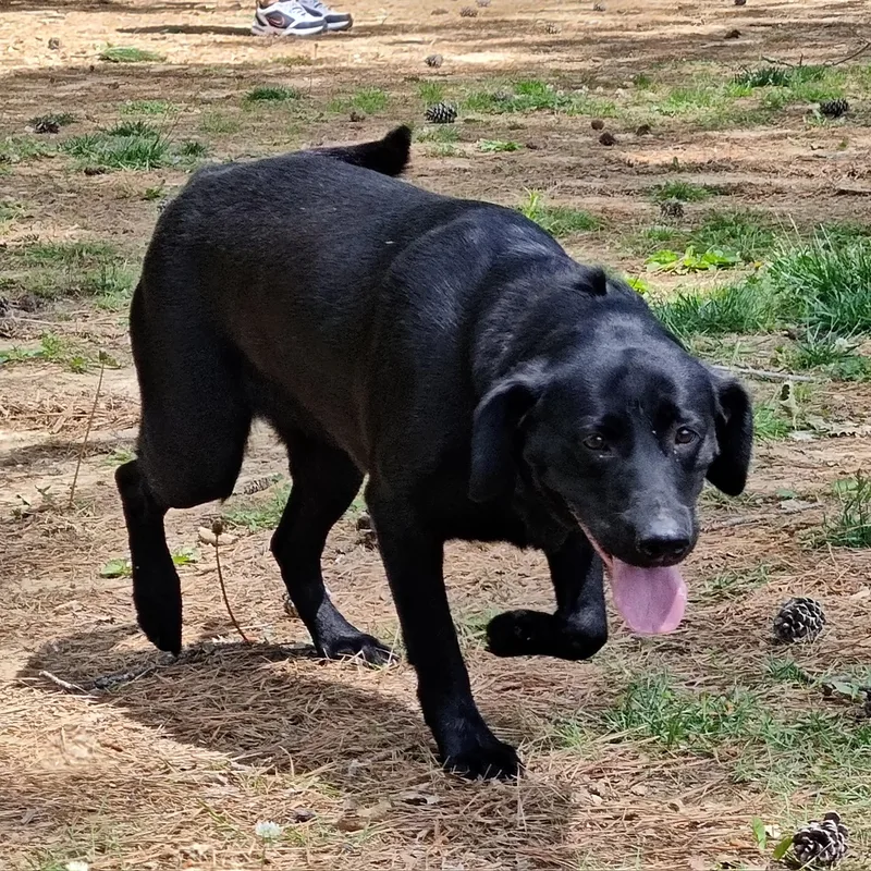 An adult large-sized female Black Labrador Retriever dog named Bella for adoption in Medfield, MA