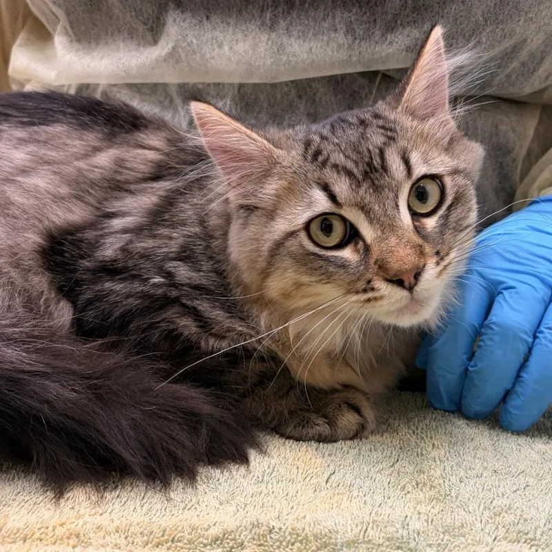 A baby medium-sized male Domestic Medium Hair cat named Sir Float a Lot for adoption in Murray, UT