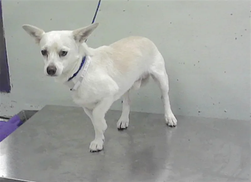An adult small-sized male Chihuahua dog named Opi for adoption in Houston, TX