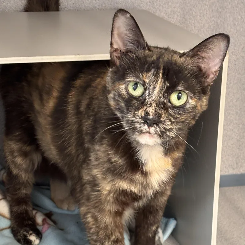 A senior medium-sized female Tortoiseshell Domestic Short Hair cat named Jiggers for adoption in Batavia, NY