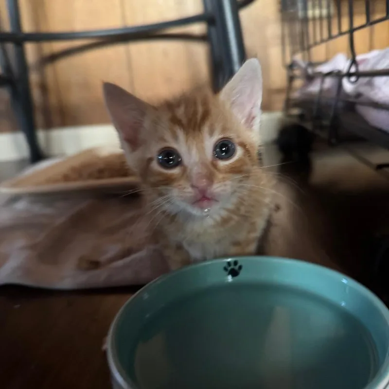 A baby small-sized male Orange / Red Domestic Short Hair cat named Pooky for adoption in Buellton, CA