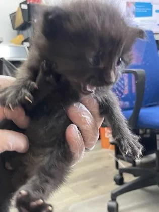 Tortellini thumbnail 2