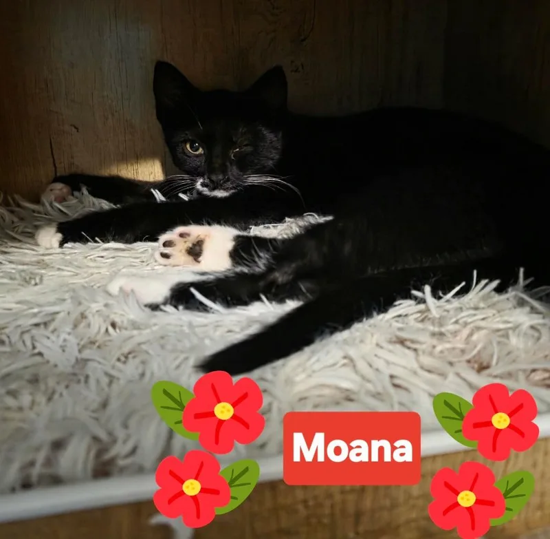 A baby medium-sized male Domestic Short Hair cat named Maui for adoption in Salt Lake City, UT