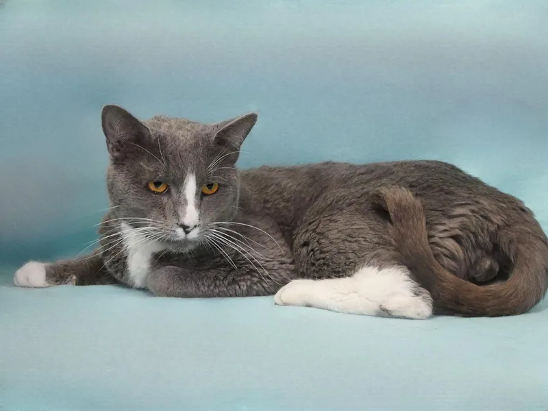 An adult large-sized male Gray & White Domestic Short Hair cat named Thorn for adoption in Pasadena, CA
