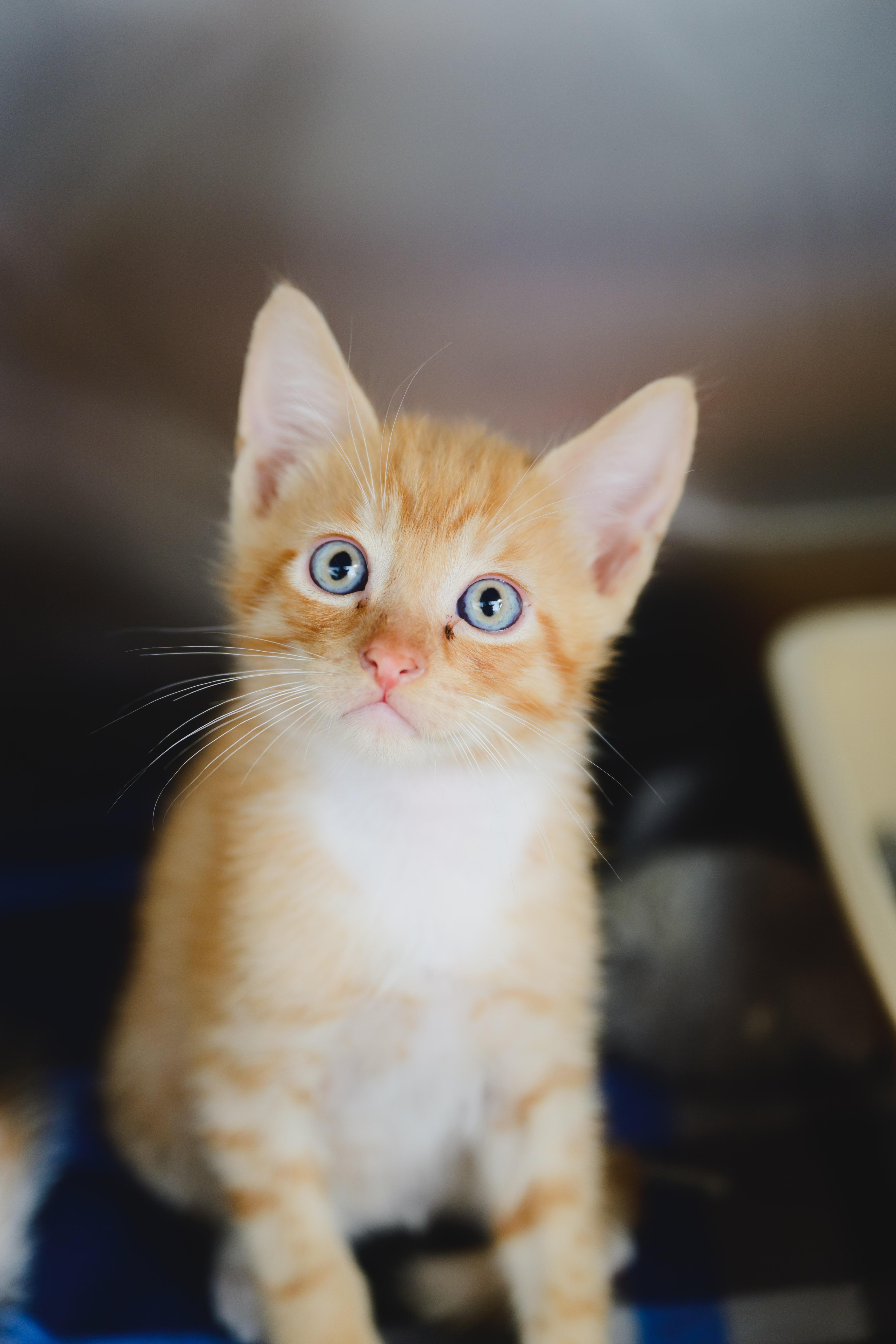 A baby small-sized male Domestic Short Hair cat named Snap for adoption in Honolulu, HI