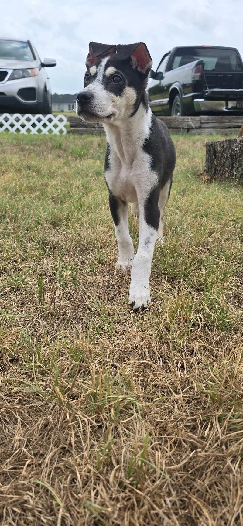 A baby medium-sized male Shepherd dog named Benson for adoption in San Antonio, TX