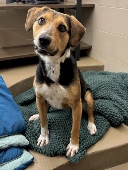 A young medium-sized female Mixed Breed dog named Rockette for adoption in Knoxville, TN