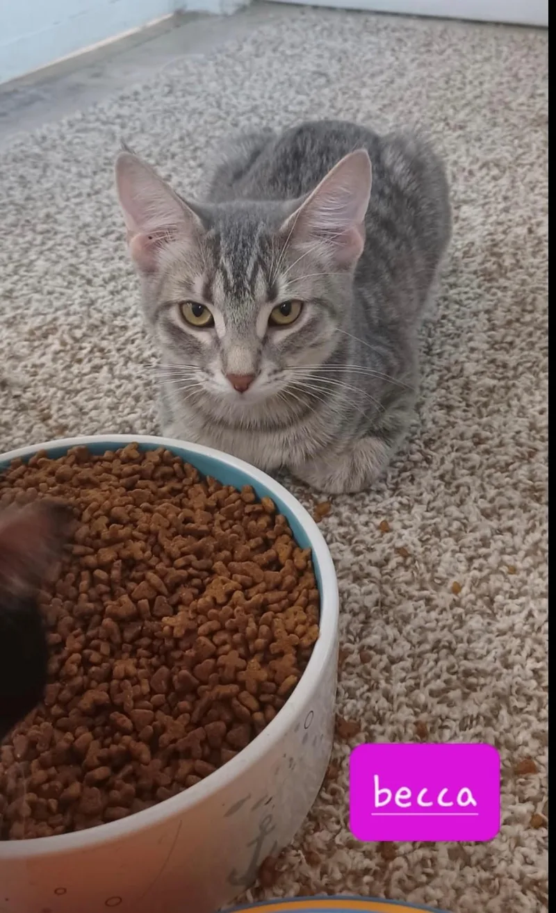 A young medium-sized female Tabby (Gray / Blue / Silver) Domestic Short Hair cat named Becca for adoption in Walworth, WI