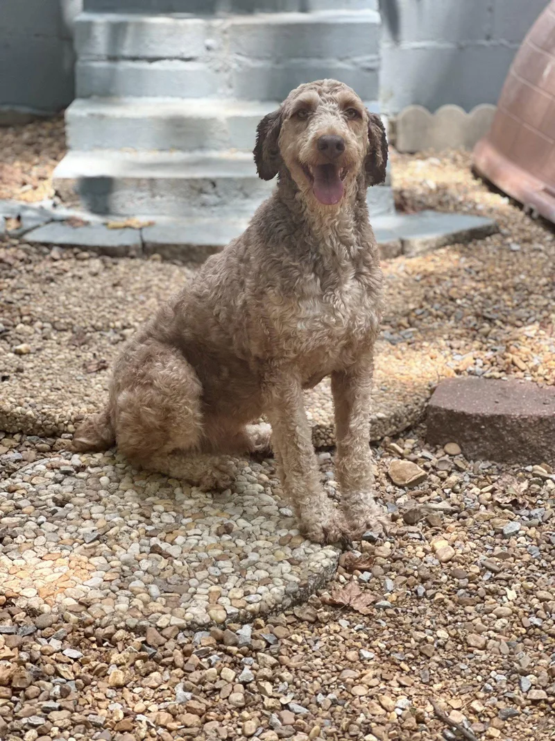 Rolo