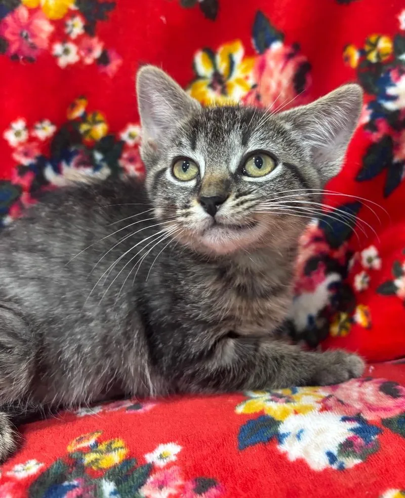 A baby small-sized female Domestic Short Hair cat named Cressida for adoption in Corpus Christi, TX