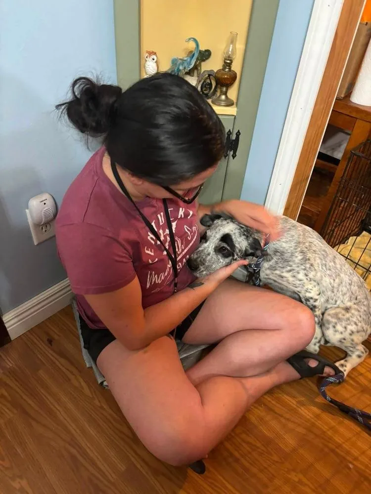A baby medium-sized male Tricolor (Brown, Black, & White) Mixed Breed dog named Flipp for adoption in Dorr, MI