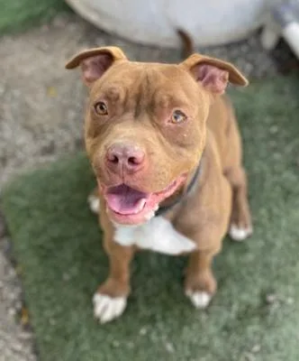 Brown Sugar thumbnail 2