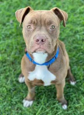 Brown Sugar thumbnail 4